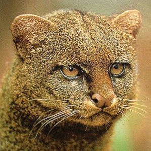 Meet your Posher, Liz